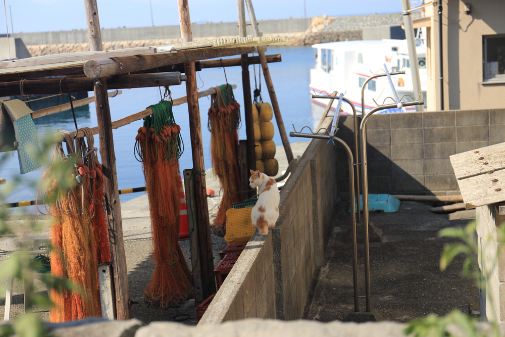 Scenery of Aoshima island (Cat Island) in Ehime prefecture of Japan