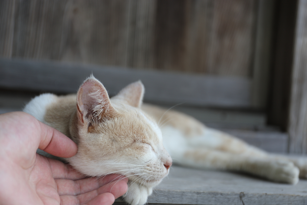 Scenery with a cat on the Aoshima island in Ehime prefecture of Japan