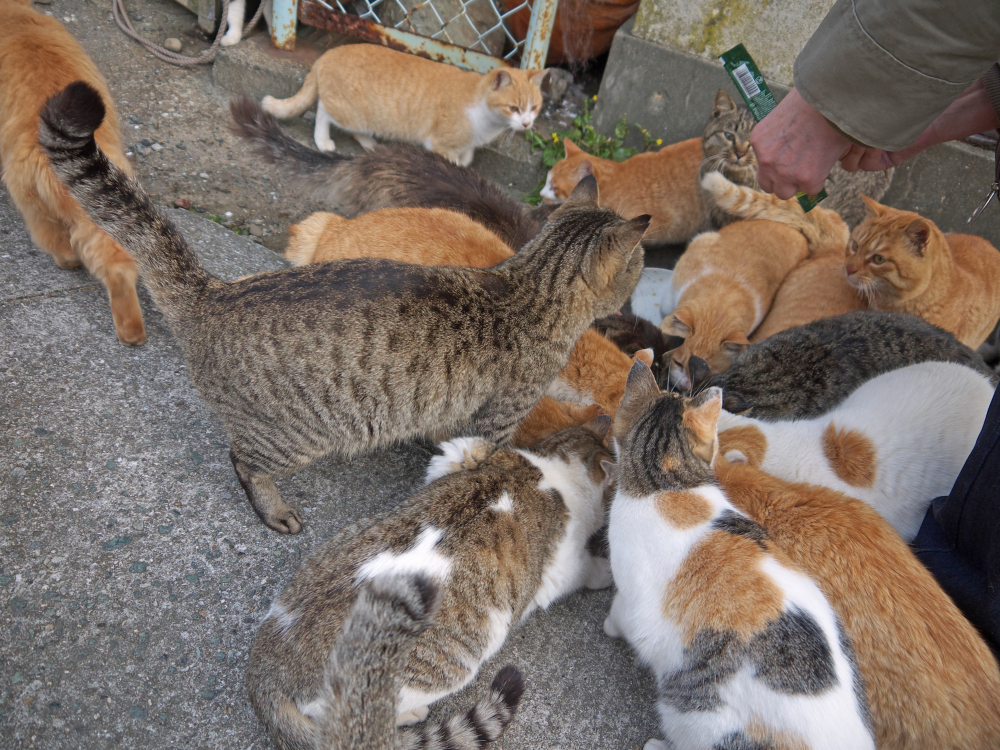 Person feeds the Cats on the street of famous Aoshima, Japanese cat island