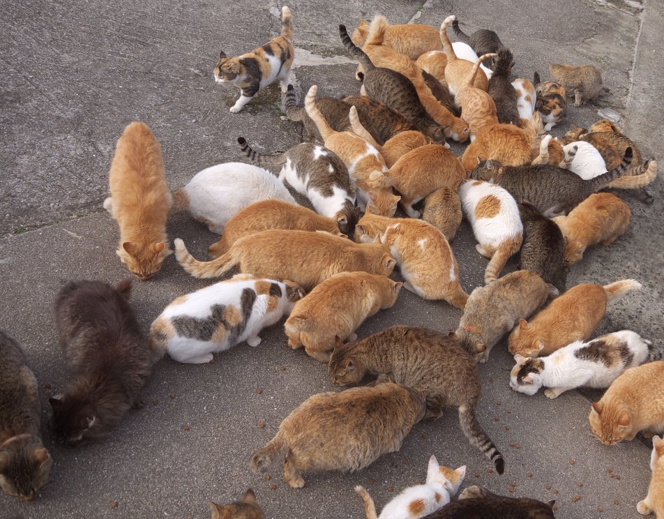 Feeding cats on Aoshima famous Japanese Cat Island