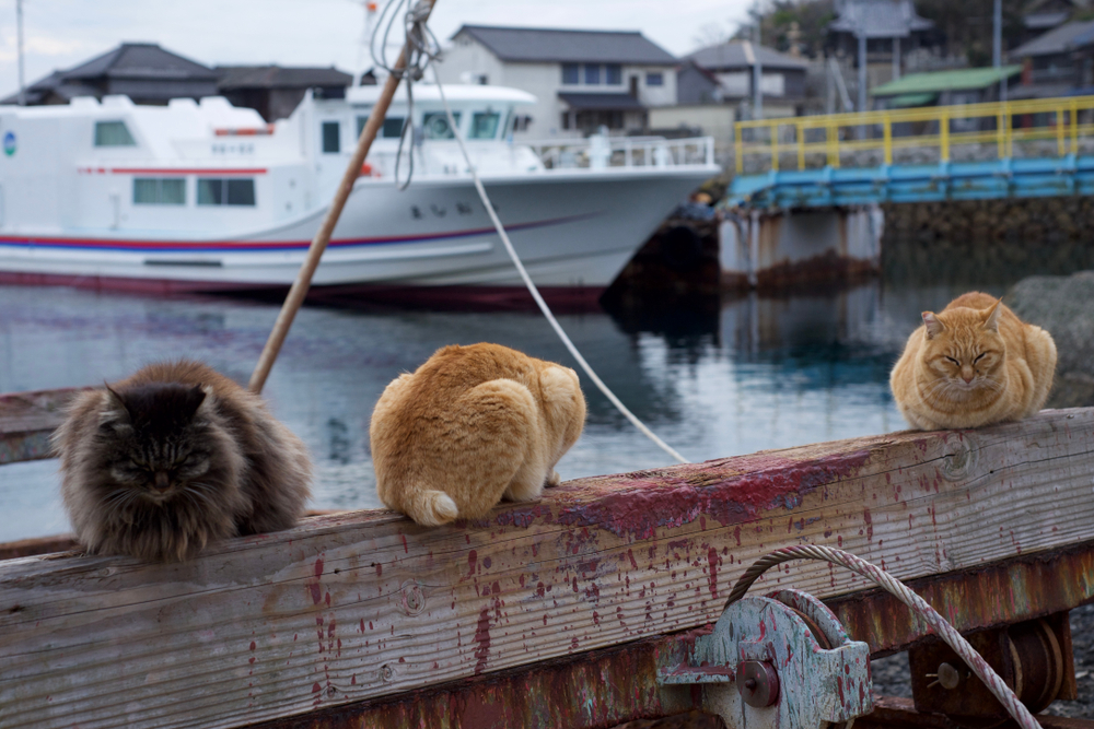 Cats on the famous Aoshima Japanese Cat Island sitting on a wooden fence