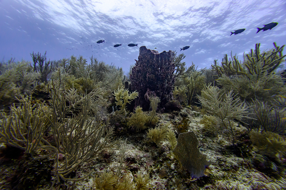 Silk Caye, Placencia, Belize