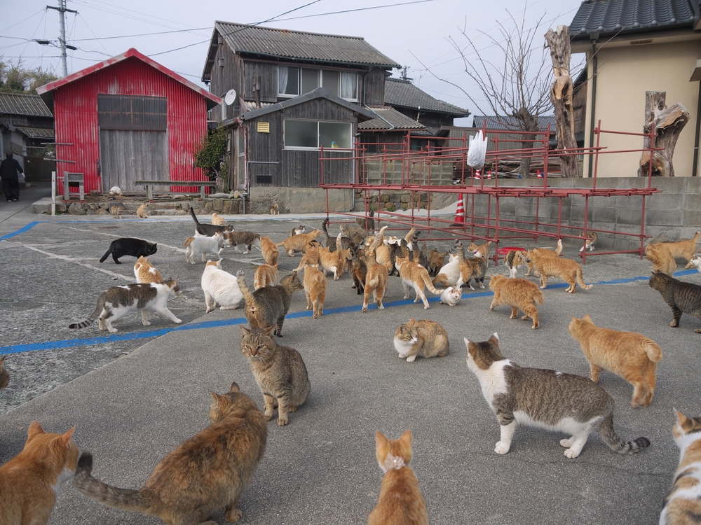 Cats on the street of famous Aoshima Japanese cat island