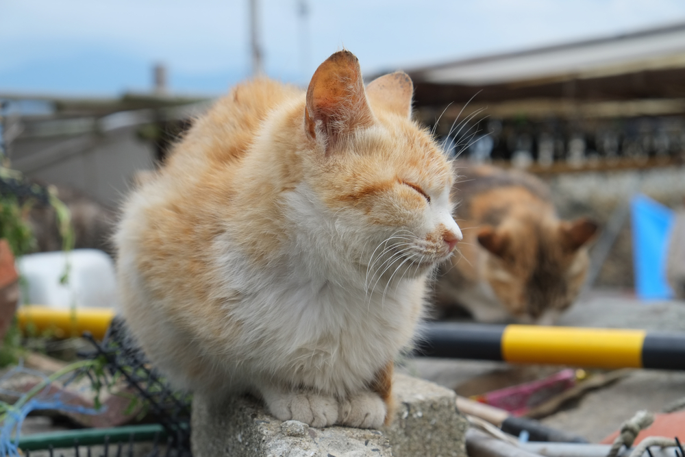 Close-up Photo of a Cat on the famous Aoshima Japanese Cat Island