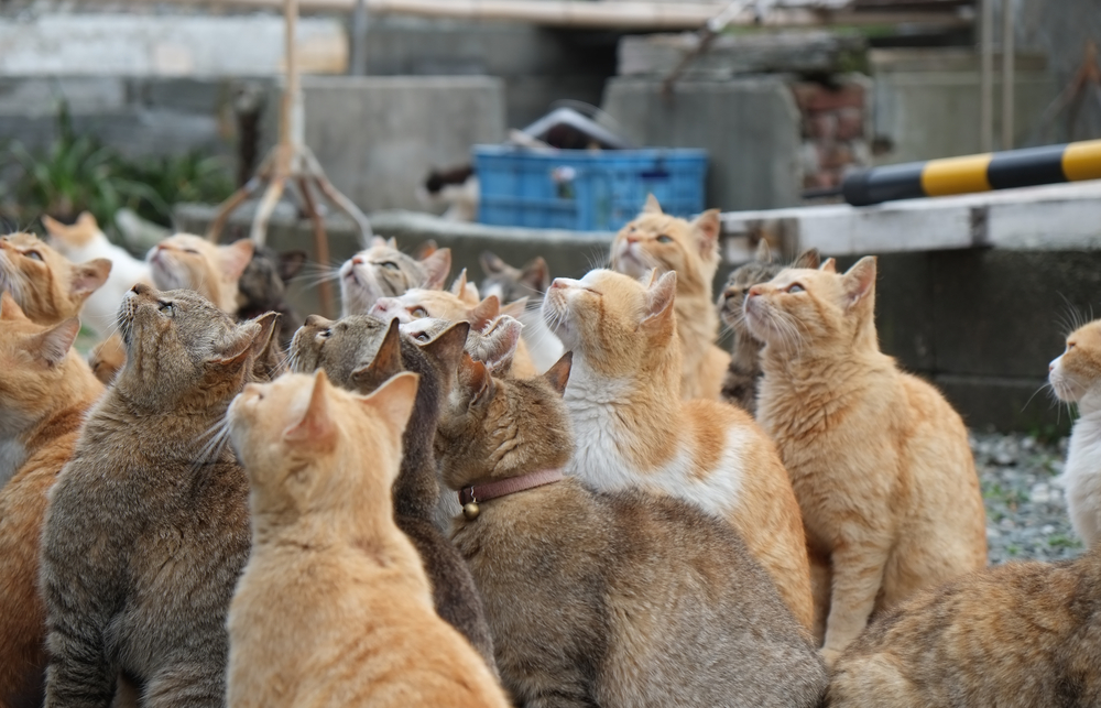 Cats on the street of famous Aoshima Japanese Cat Island