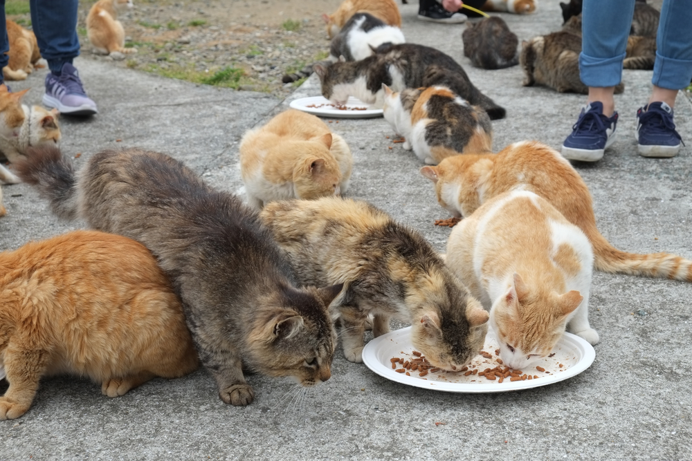 Tourists a feeding the Cats on the street of famous Aoshima, Japanese cat island