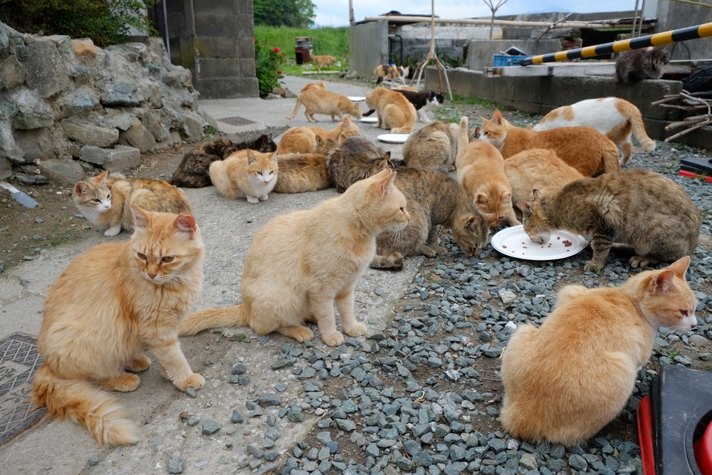Cats on the street of famous Aoshima Japanese cat island eating