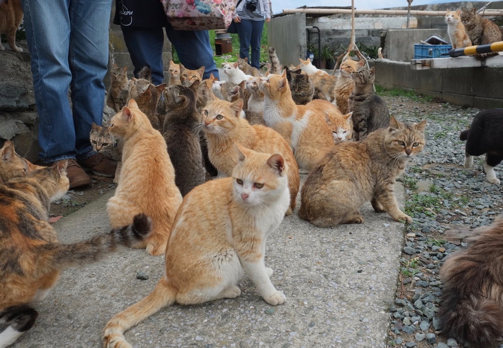 Cats on the street of famous Aoshima Japanese cat island