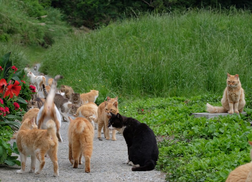 Cats on the famous Aoshima Japanese cat island near red flowers