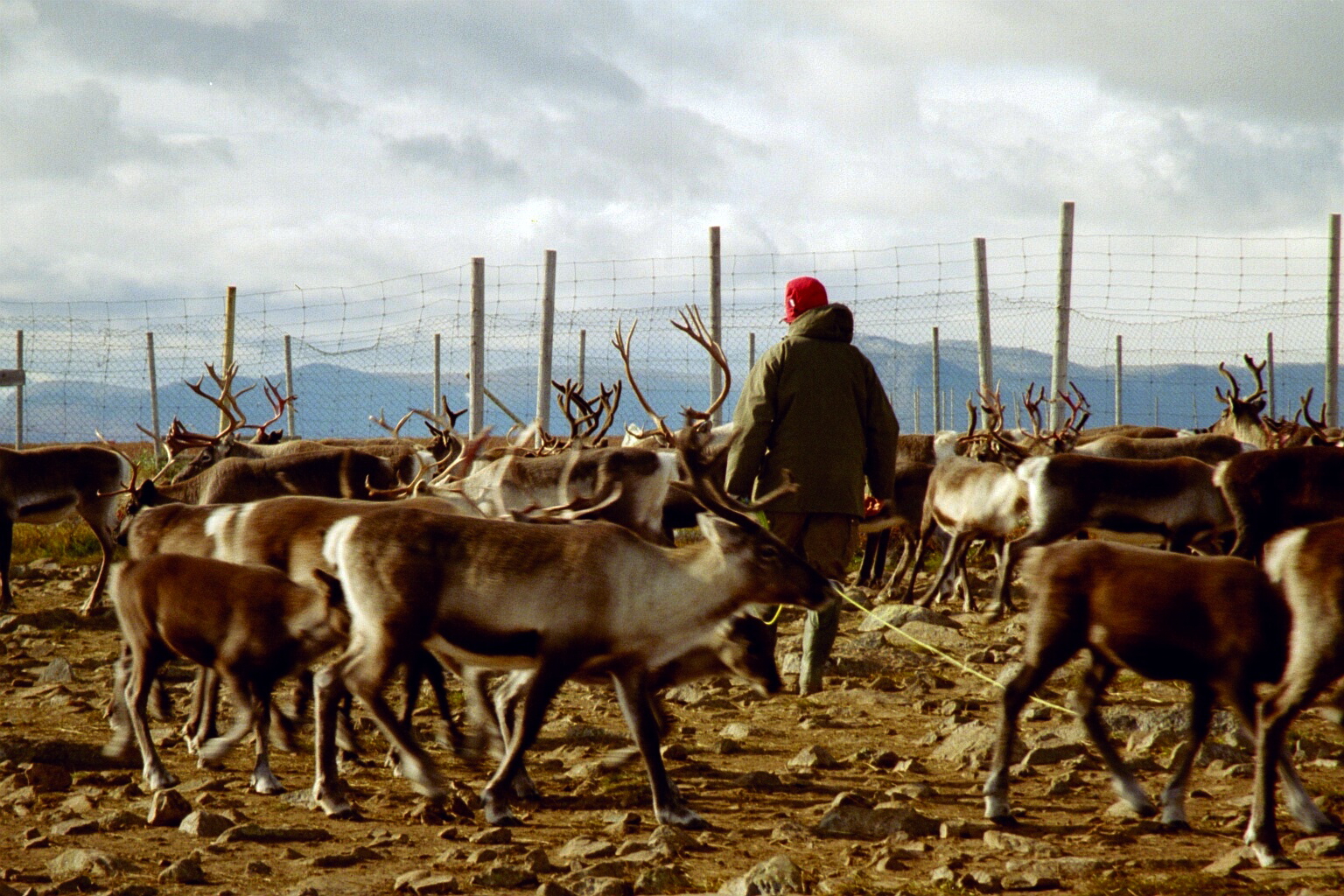 Reindeer Herding
