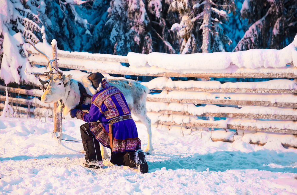 Man in Sami traditional garment and  Reindeer