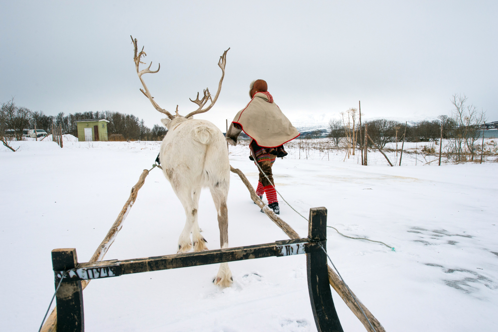 Reindeer breeder dressed in national Sami clothes