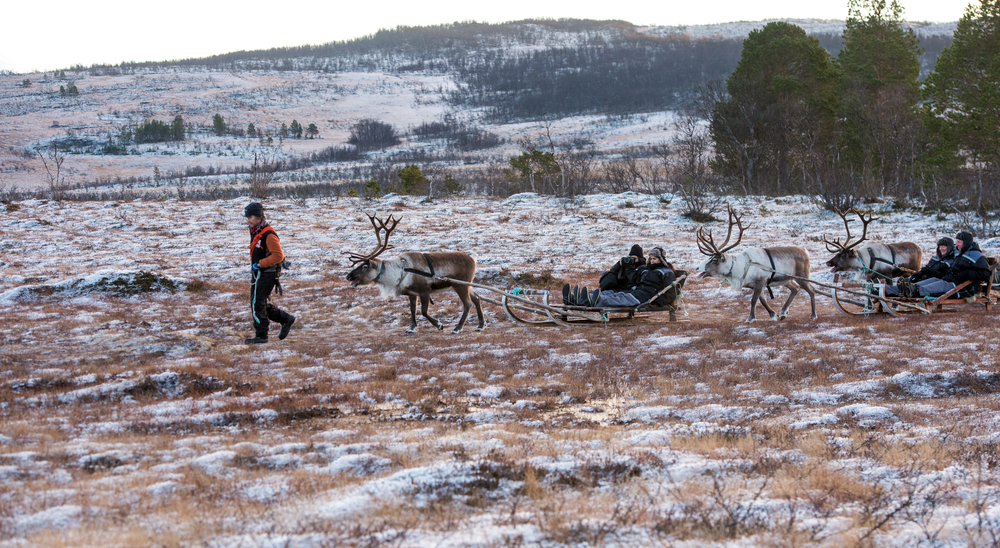 Tourist on Reindeer trekking tour