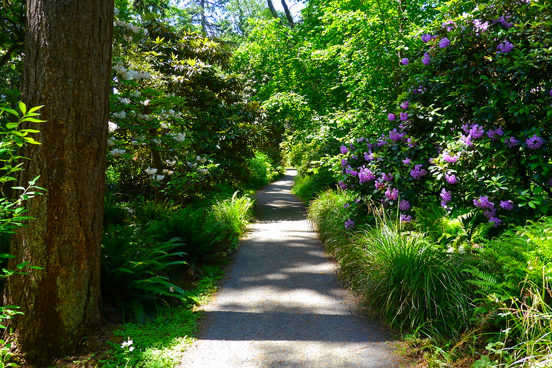 image of Rhododendron Garden