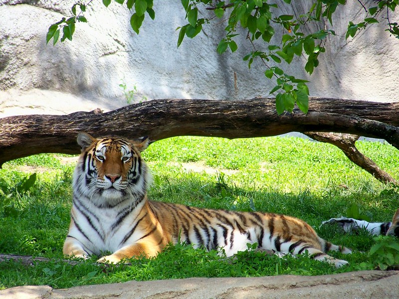 image of a tiger in detroit zoo