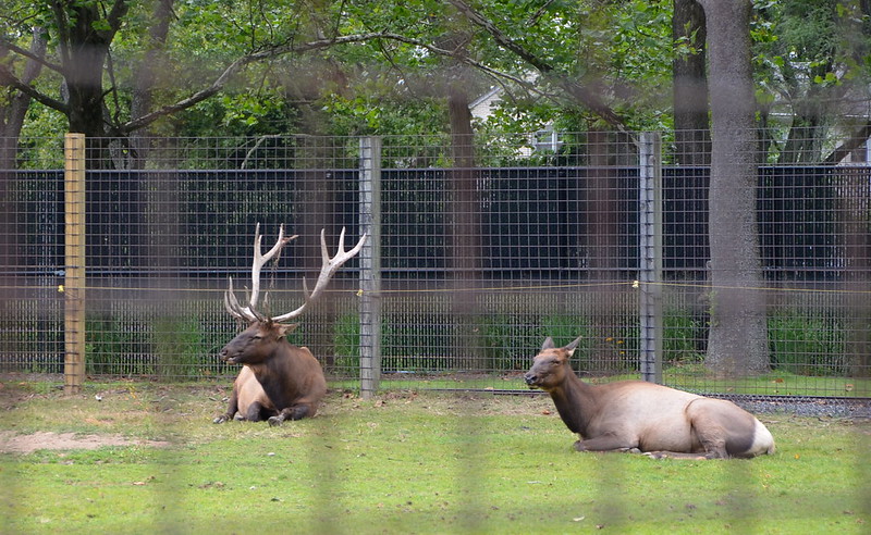 image of resting elks