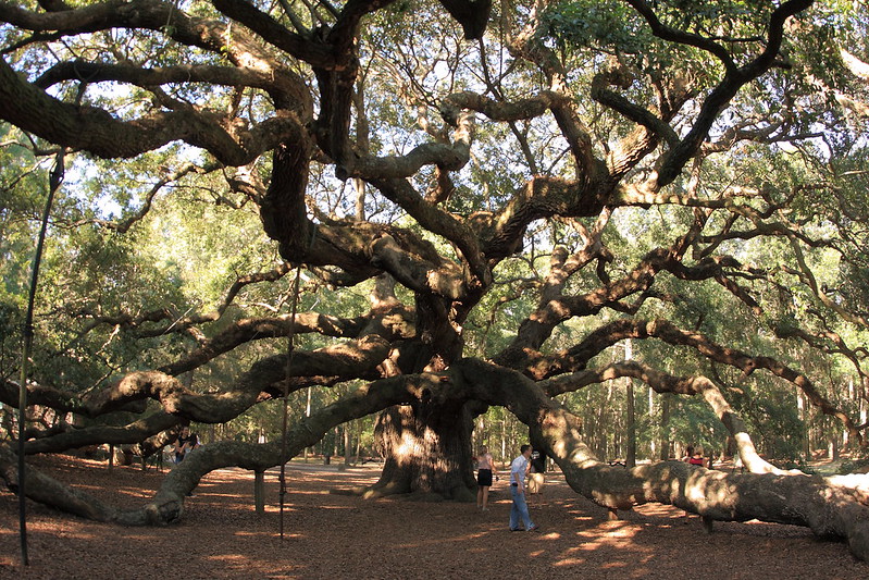 Image of the Angel Oak Tree