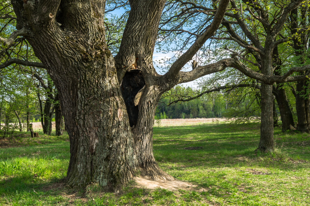 Deep hollow in the trunk of the ancient oak tree