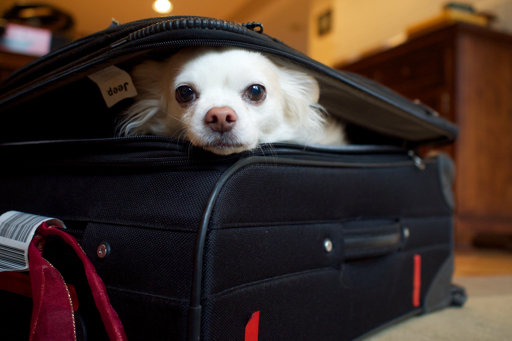 Dog in suitcase