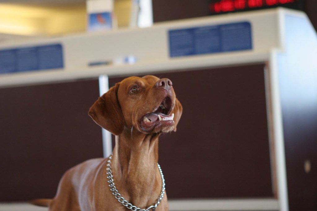 Dog at airport