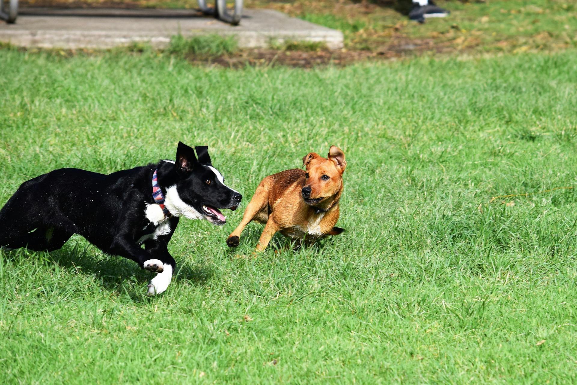 Dogs playing