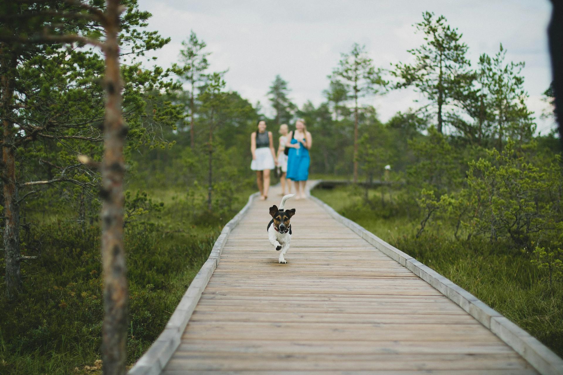 Dog running on wooden dock