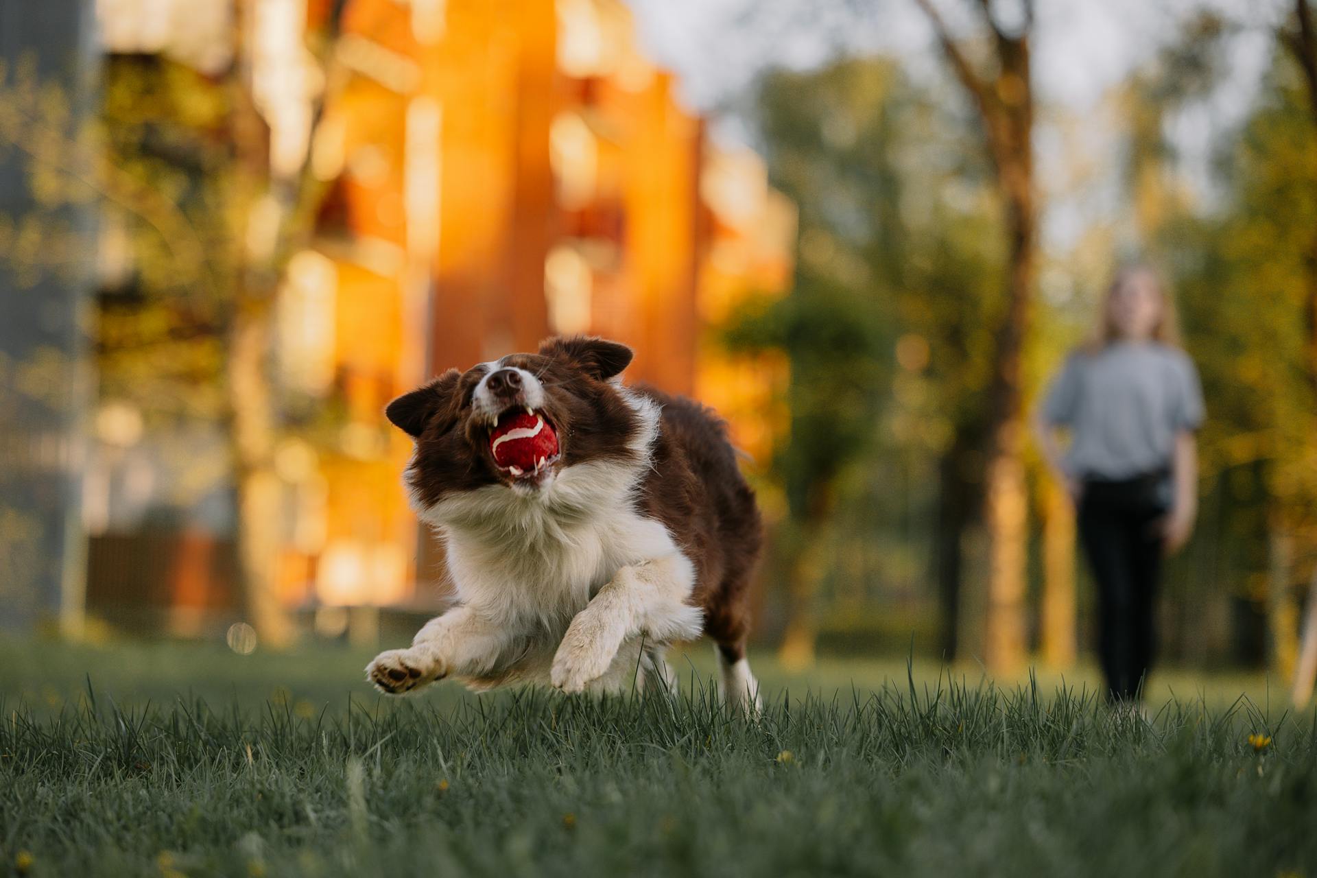 Dog running with ball in mouth