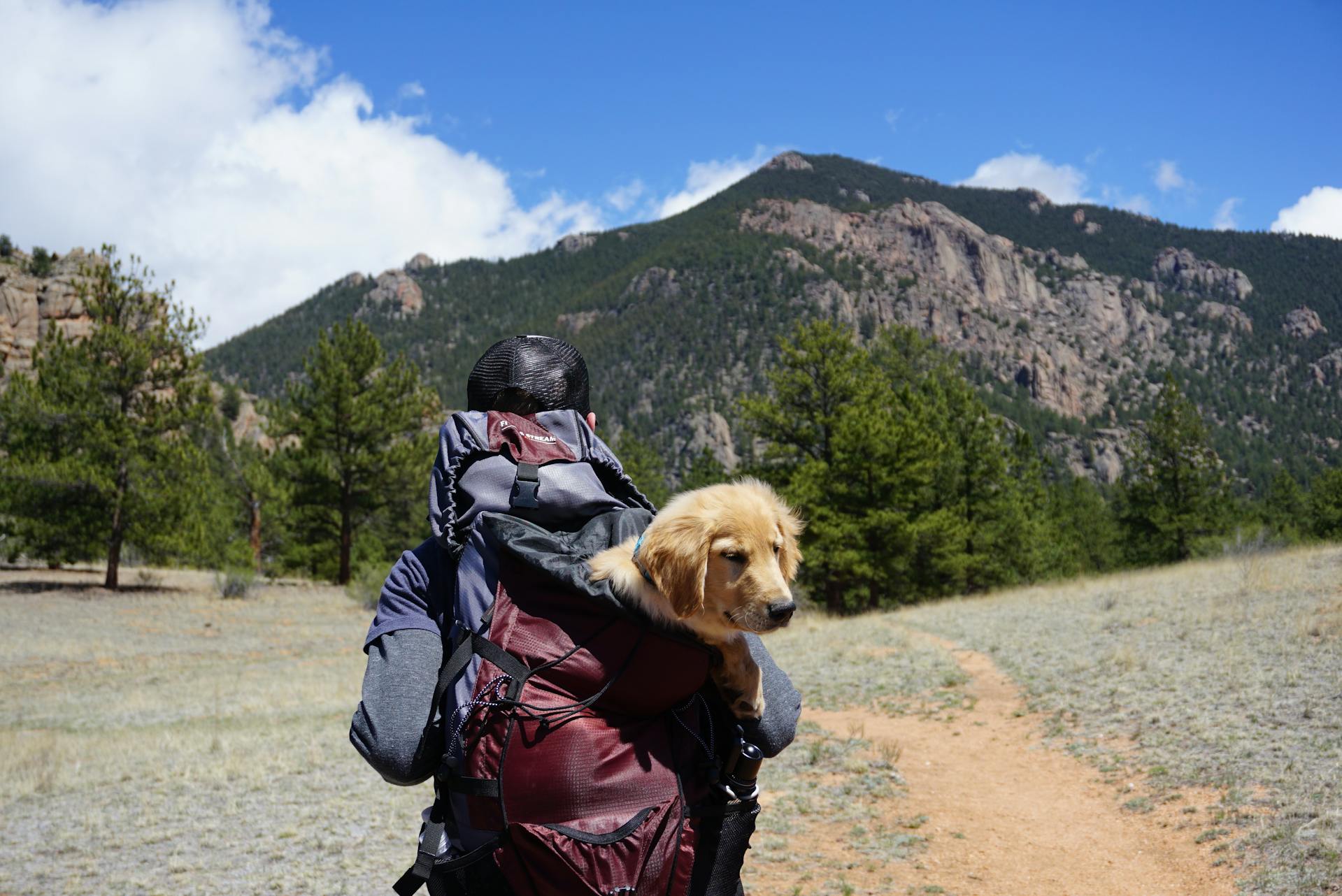 dog in backpack traveling