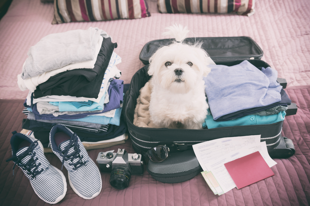 Small dog Maltese sitting in suitcase