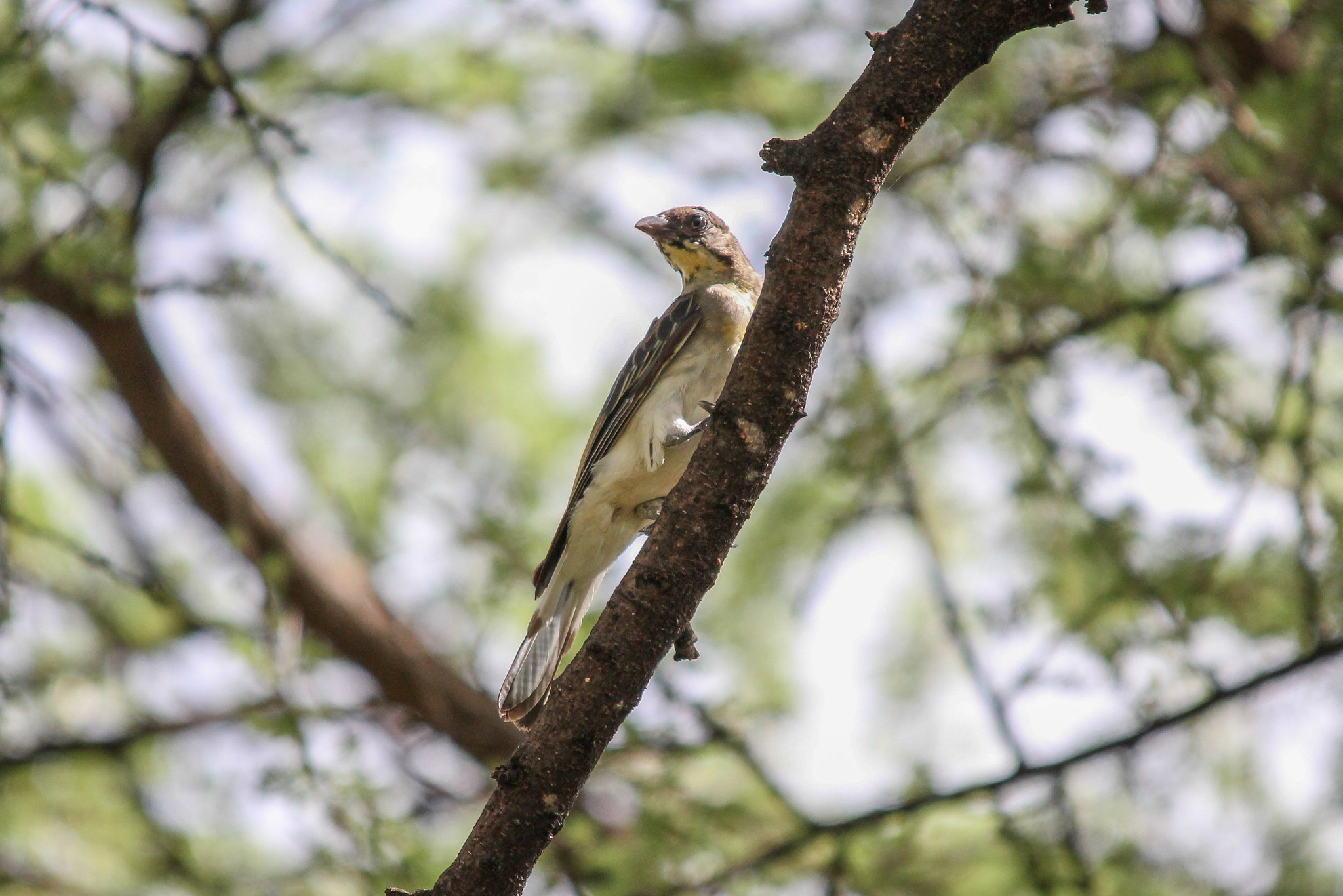 Greater honeyguide