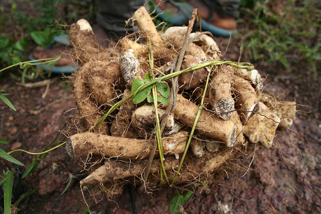 Wild yam