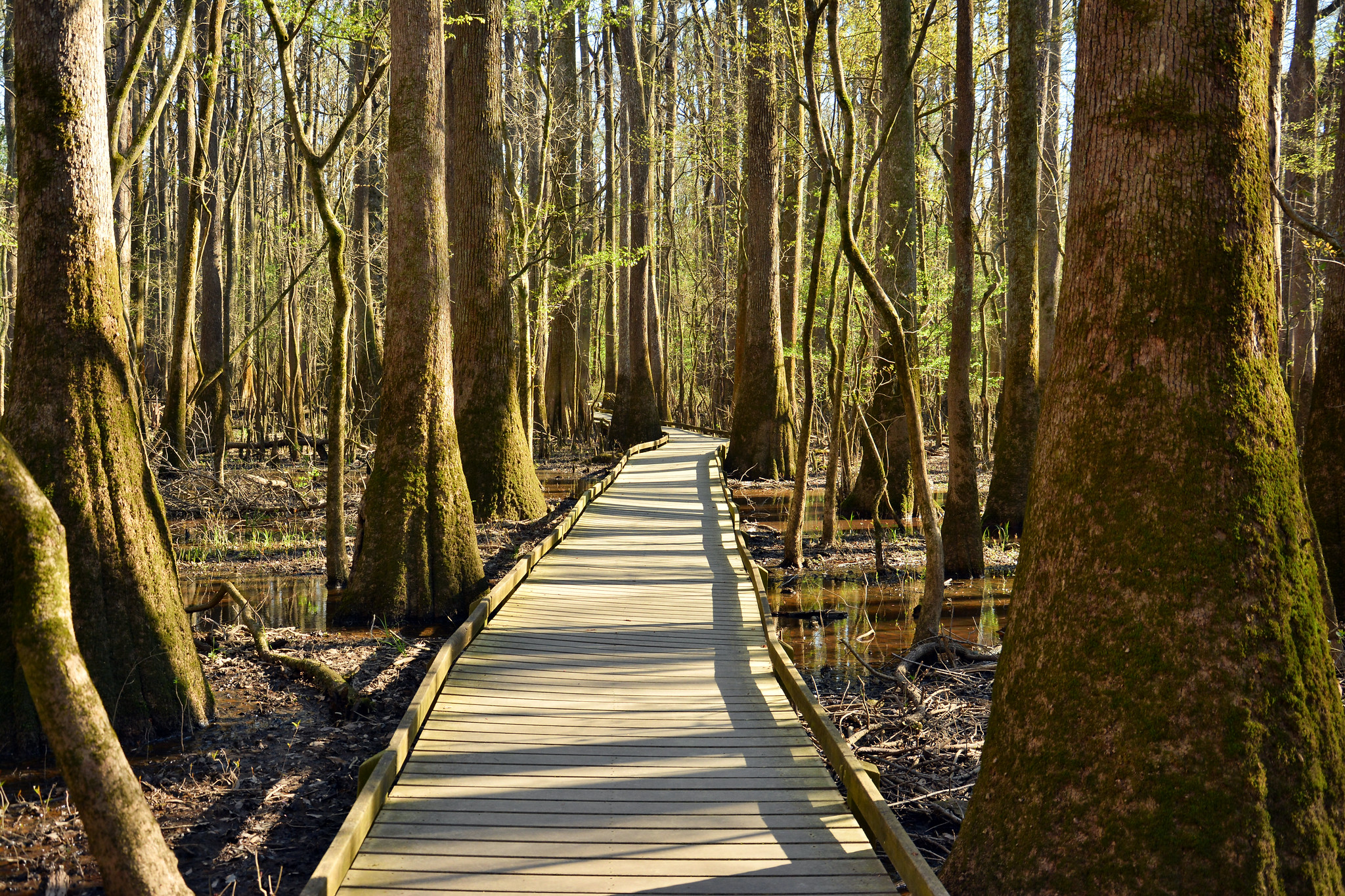 Congaree National Park - 2015