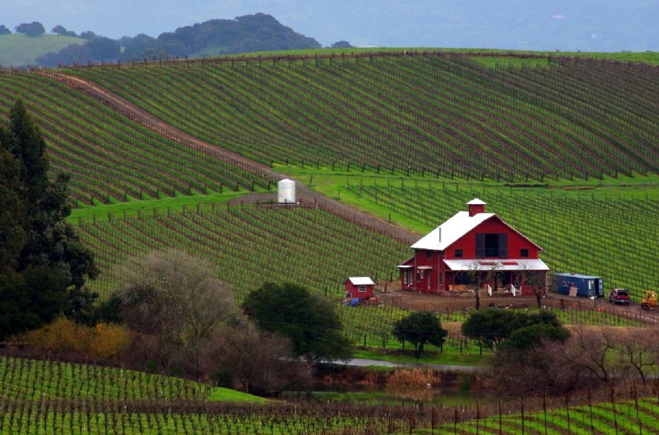 Napa Valley in late December - 2004