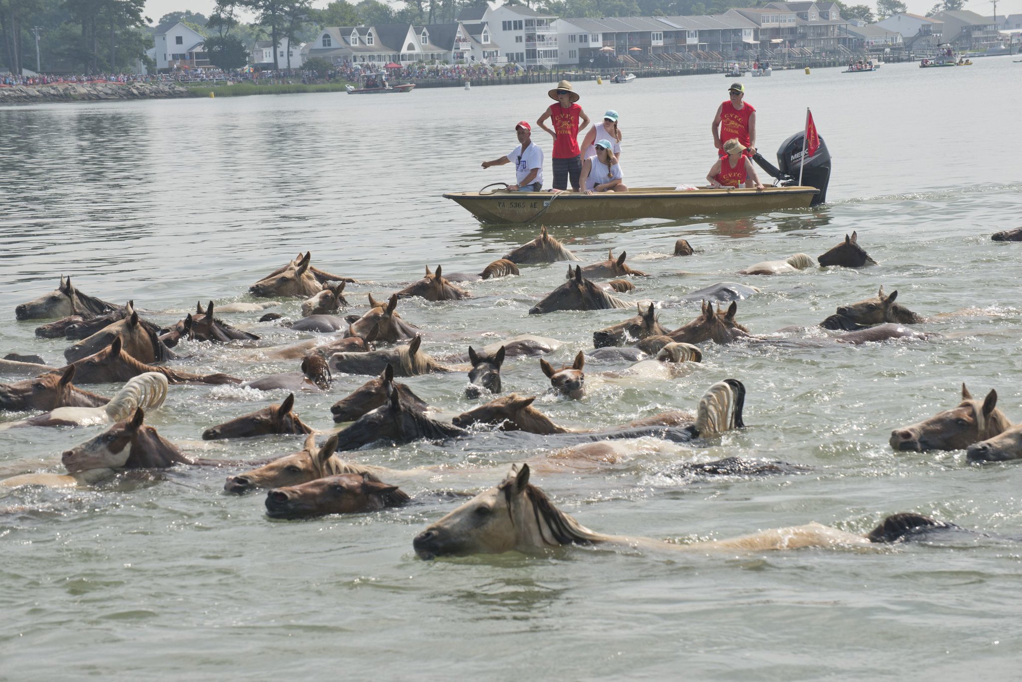 91st Annual Pony Swim - Chincoteague