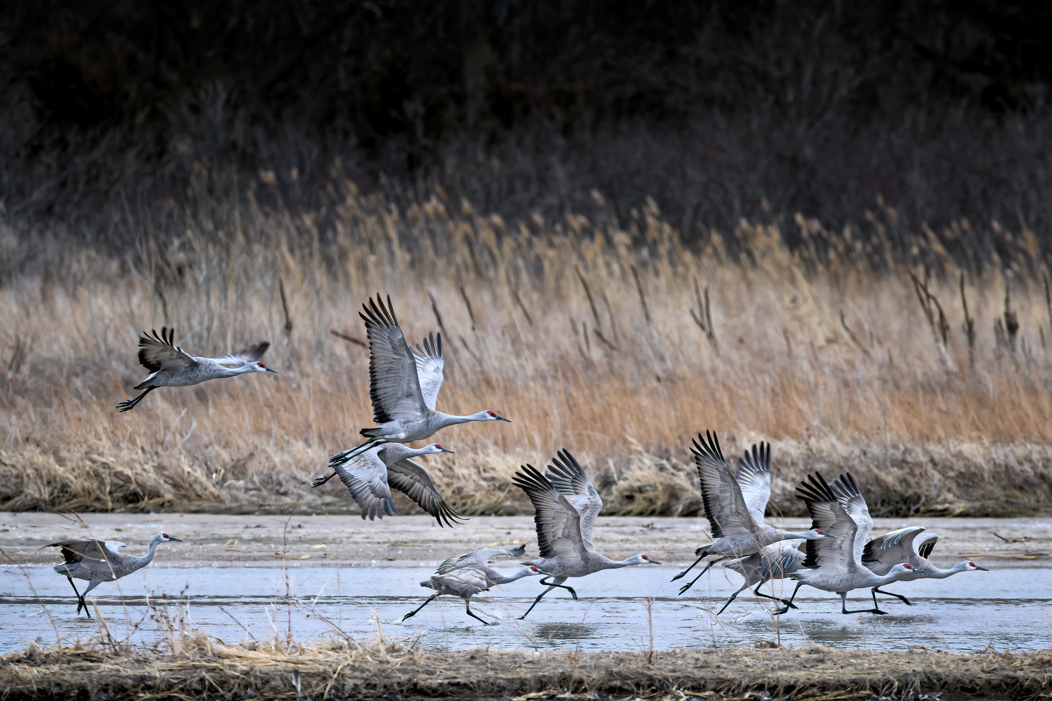 Sandhill Crane runway on a sandbar in the Platte River