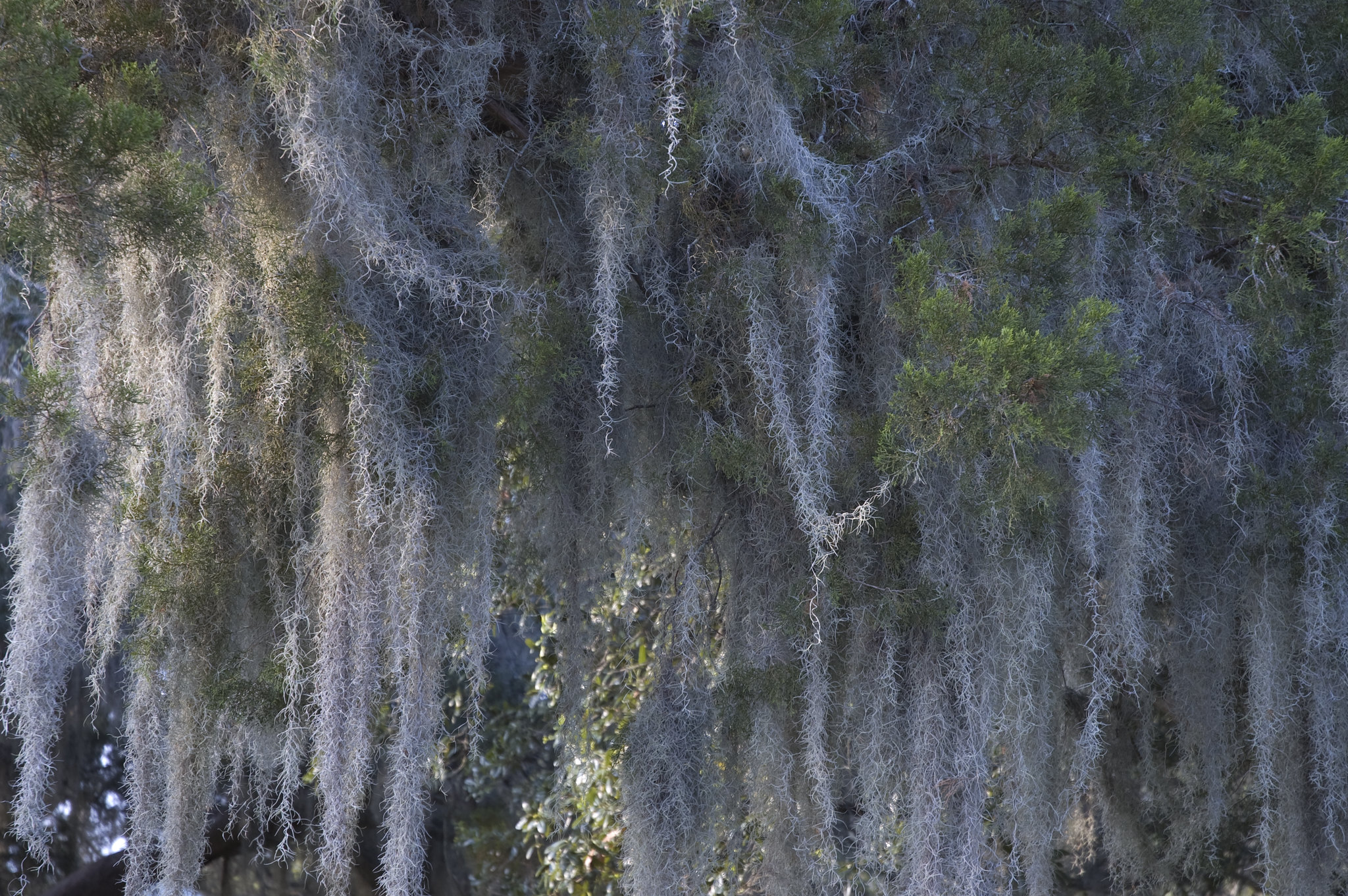 Spanish Moss, Savannah, Georgia
