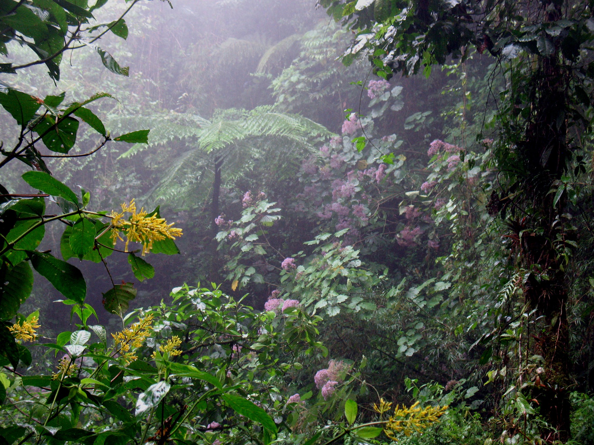 South American Jungle