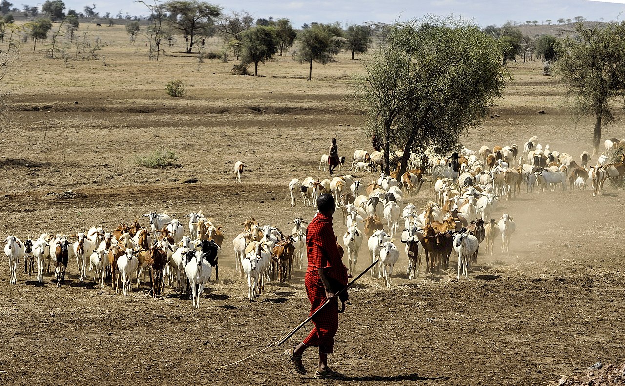 A Maasai herdsman