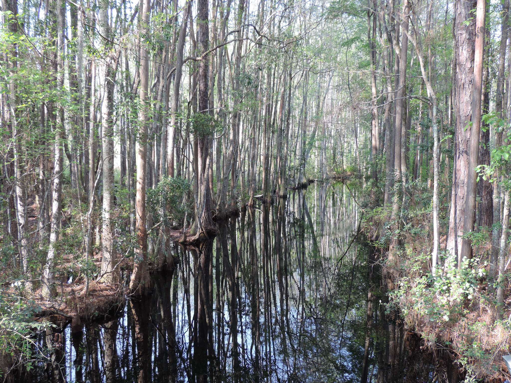 Okefenokee Swamp, Georgia and Florida