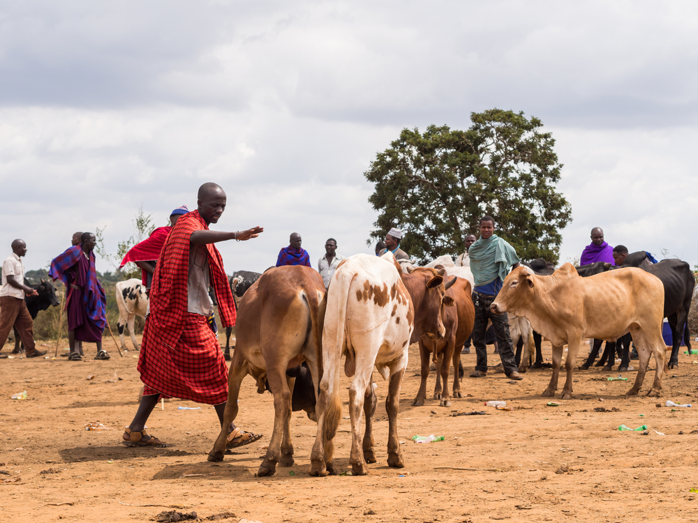 Saturday cattle Maasai market