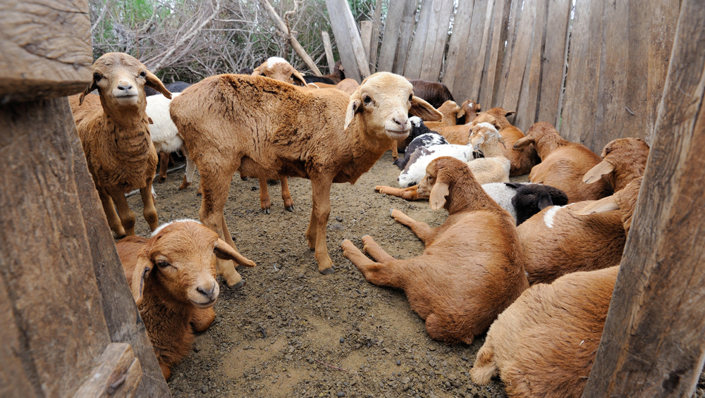 Maasai tribe's sheep