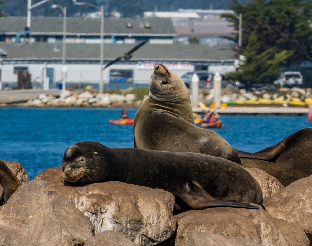 Sea Lions at monterey bay