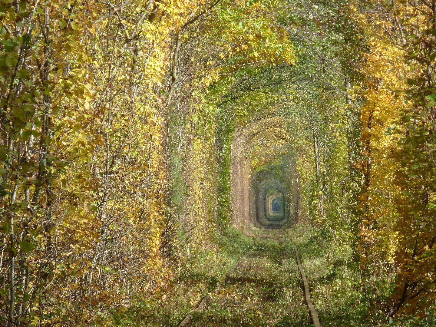 The Tunnel of Love made by  trees