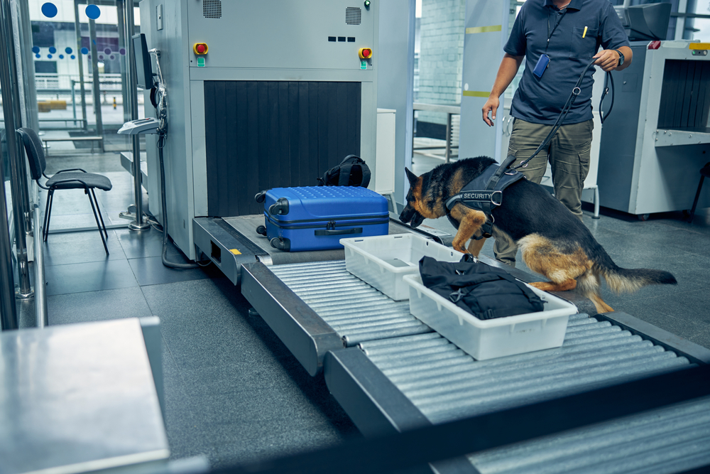 German Shepherd dog checking travel suitcase
