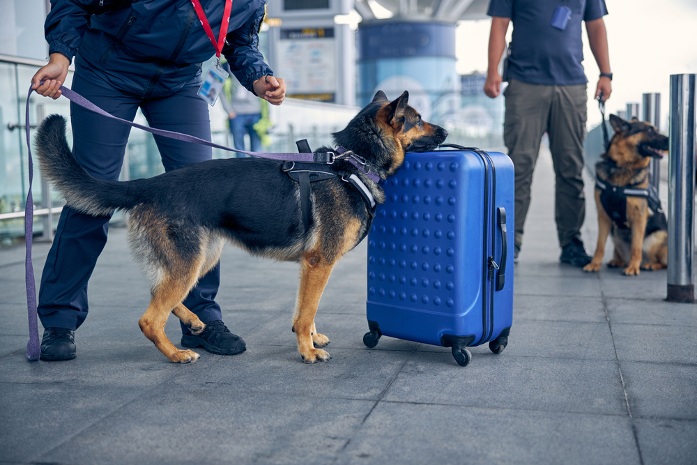 security worker and German Shepherd dog checking travel suitcase