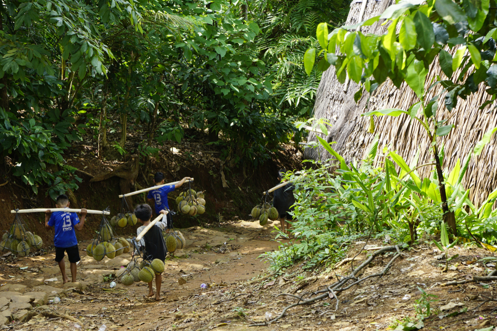 Baduy village people collecting harvest