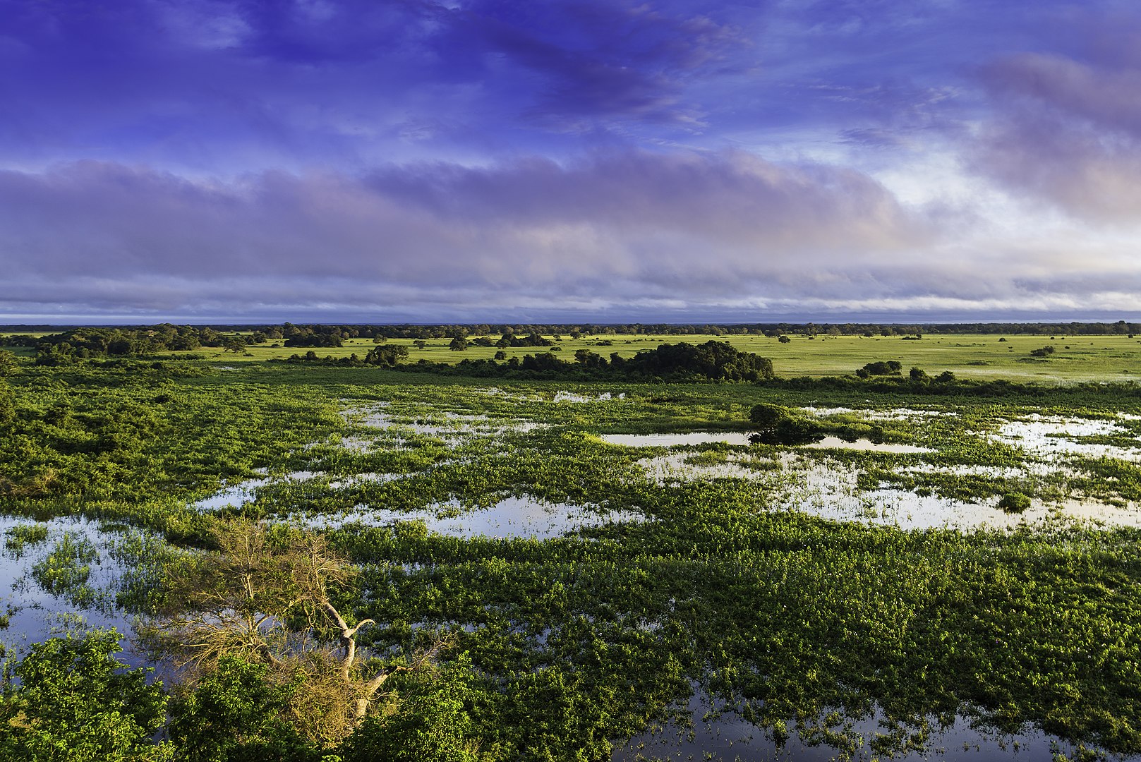 Pantanal, Brasil