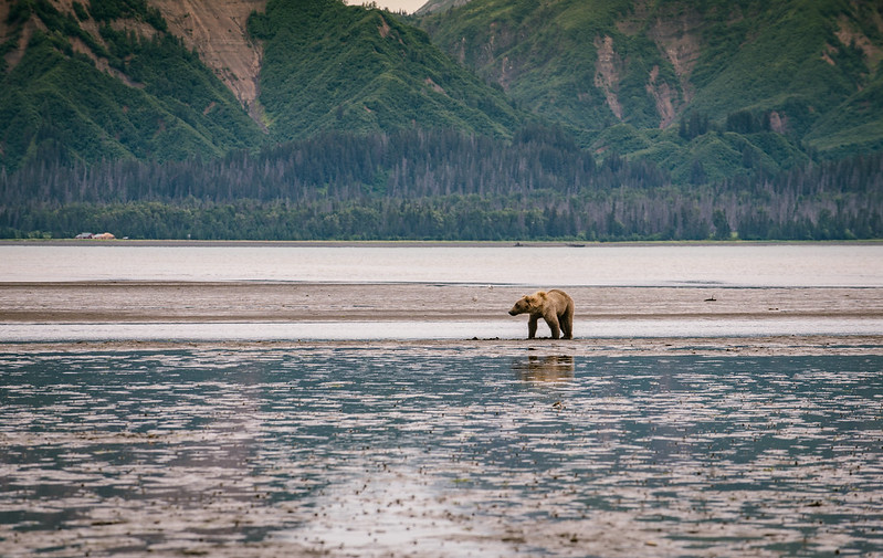 Bear watching on a lake fishing