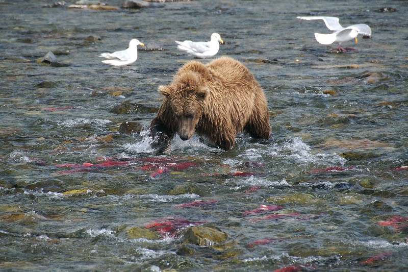 Bear watching at Lake