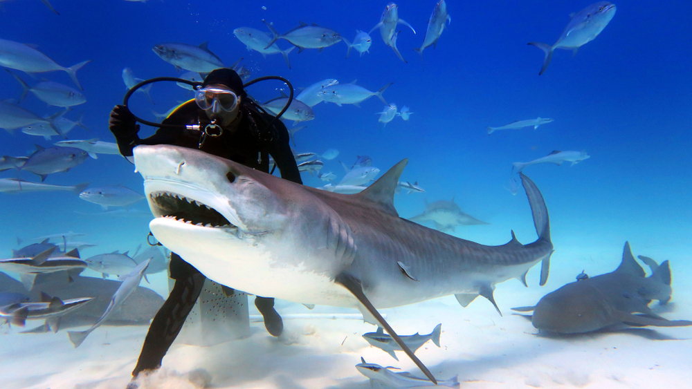 a scuba diver feed a very big tiger shark